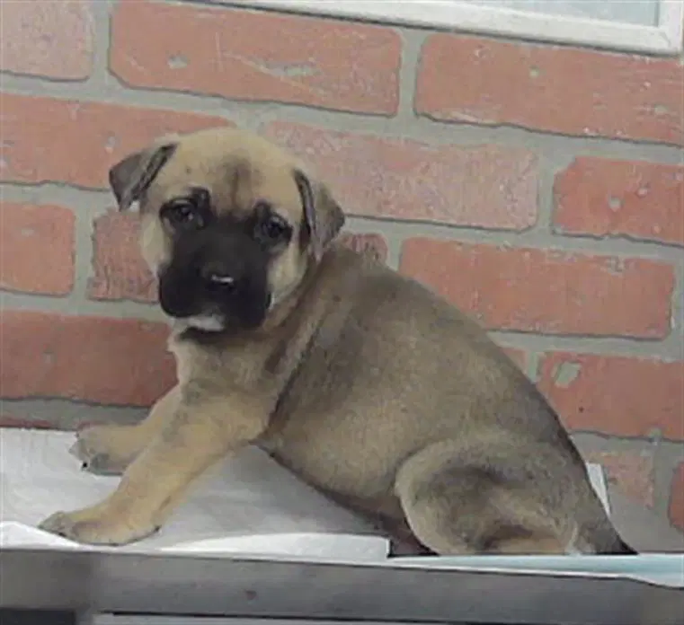 Unknown - Staffordshire Bull Terrier