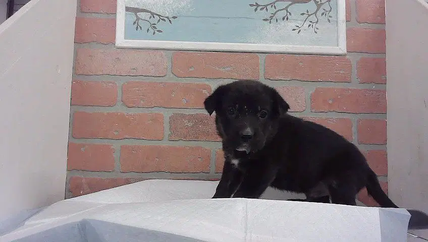 Unknown - Staffordshire Bull Terrier