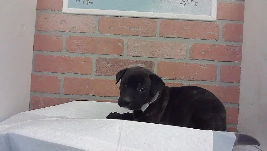 Unknown - Staffordshire Bull Terrier