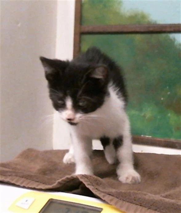 Merlin