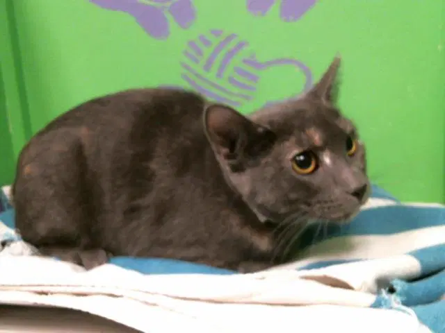 Luna - Domestic Short Hair