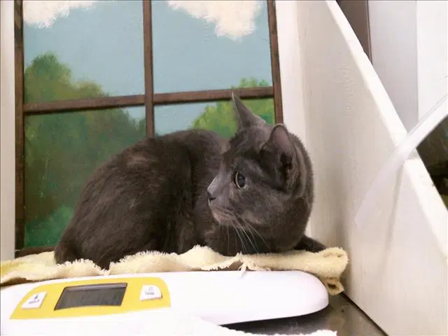 Luna - Domestic Short Hair