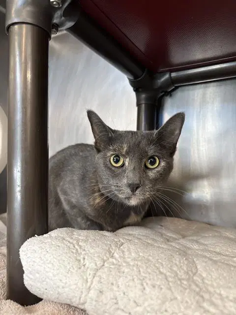 Luna - Domestic Short Hair