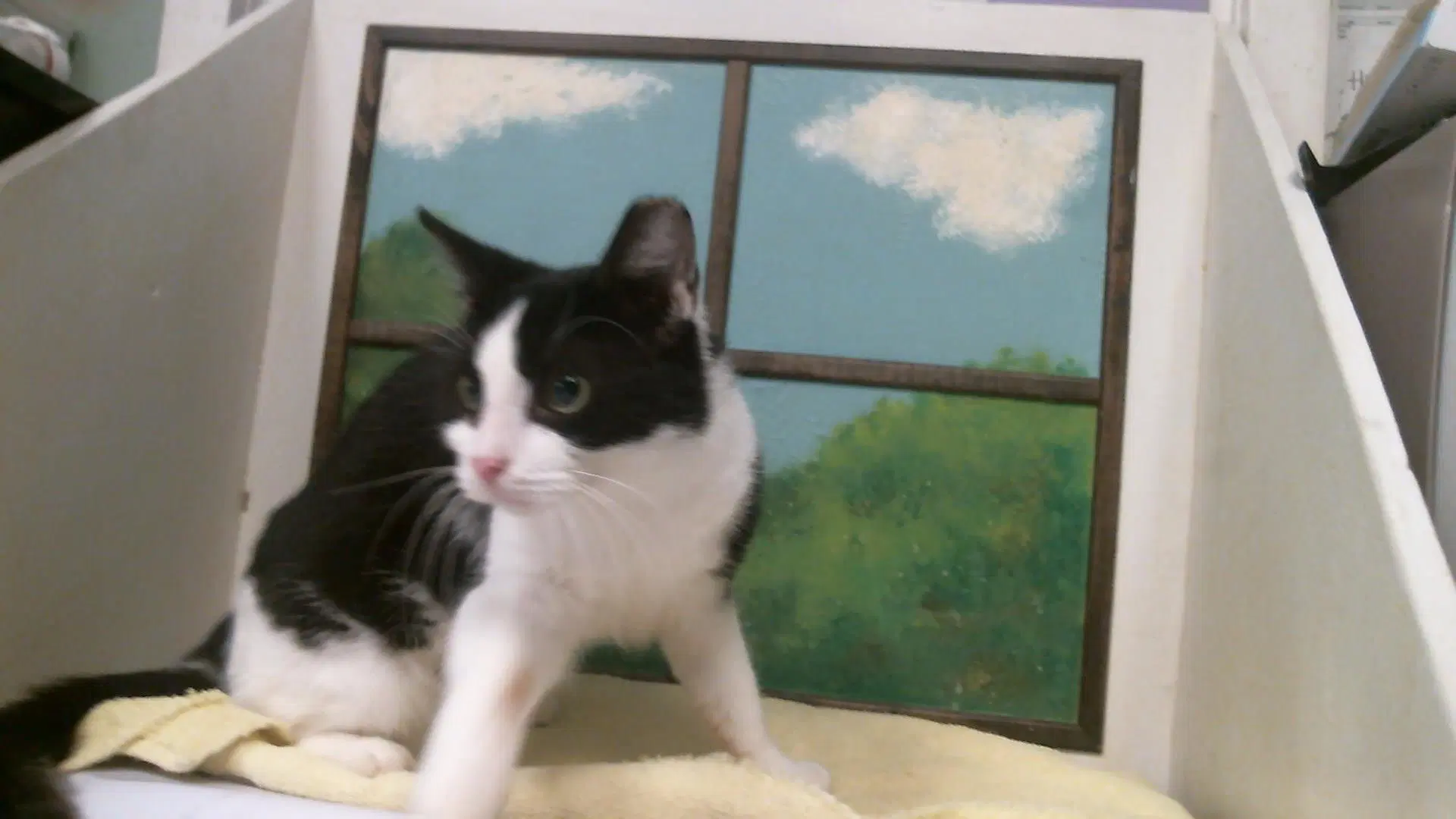 Pinguin - Domestic Medium Hair