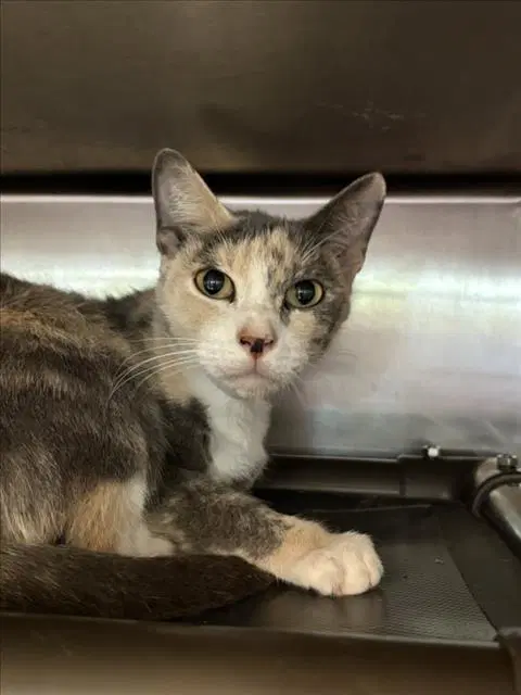 Unknown - Domestic Short Hair