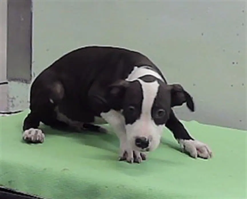 Unknown - Staffordshire Bull Terrier