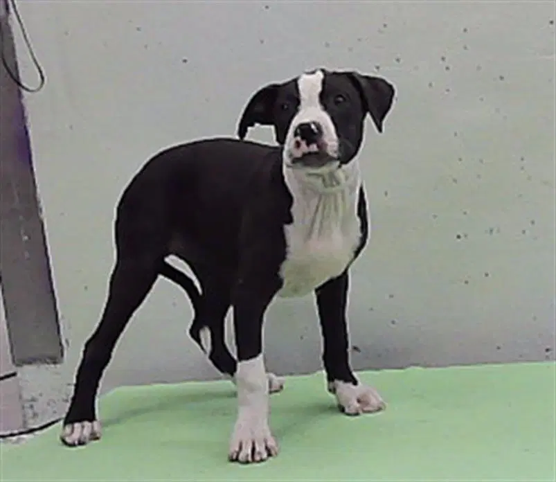 Unknown - Staffordshire Bull Terrier