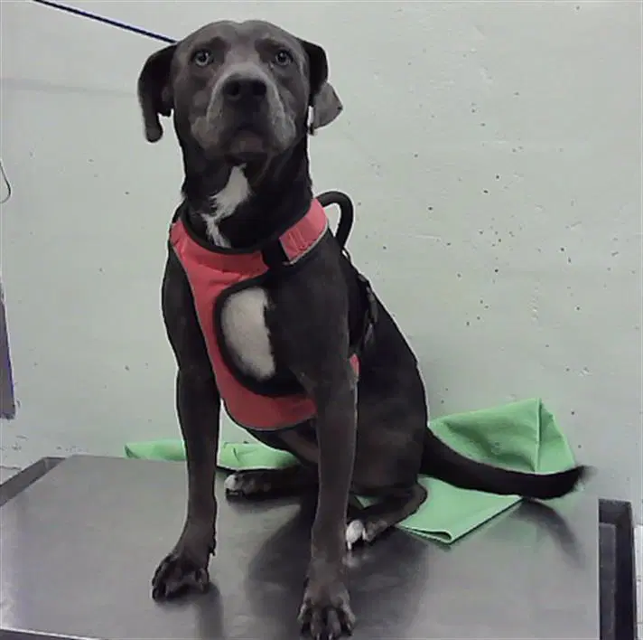 Unknown - Labrador Retriever