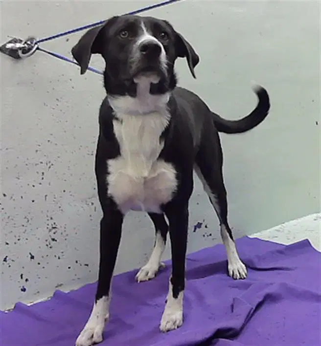 Unknown - Labrador Retriever