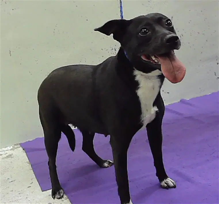 Unknown - Rat Terrier