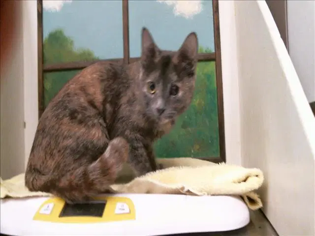 Iris - Domestic Short Hair