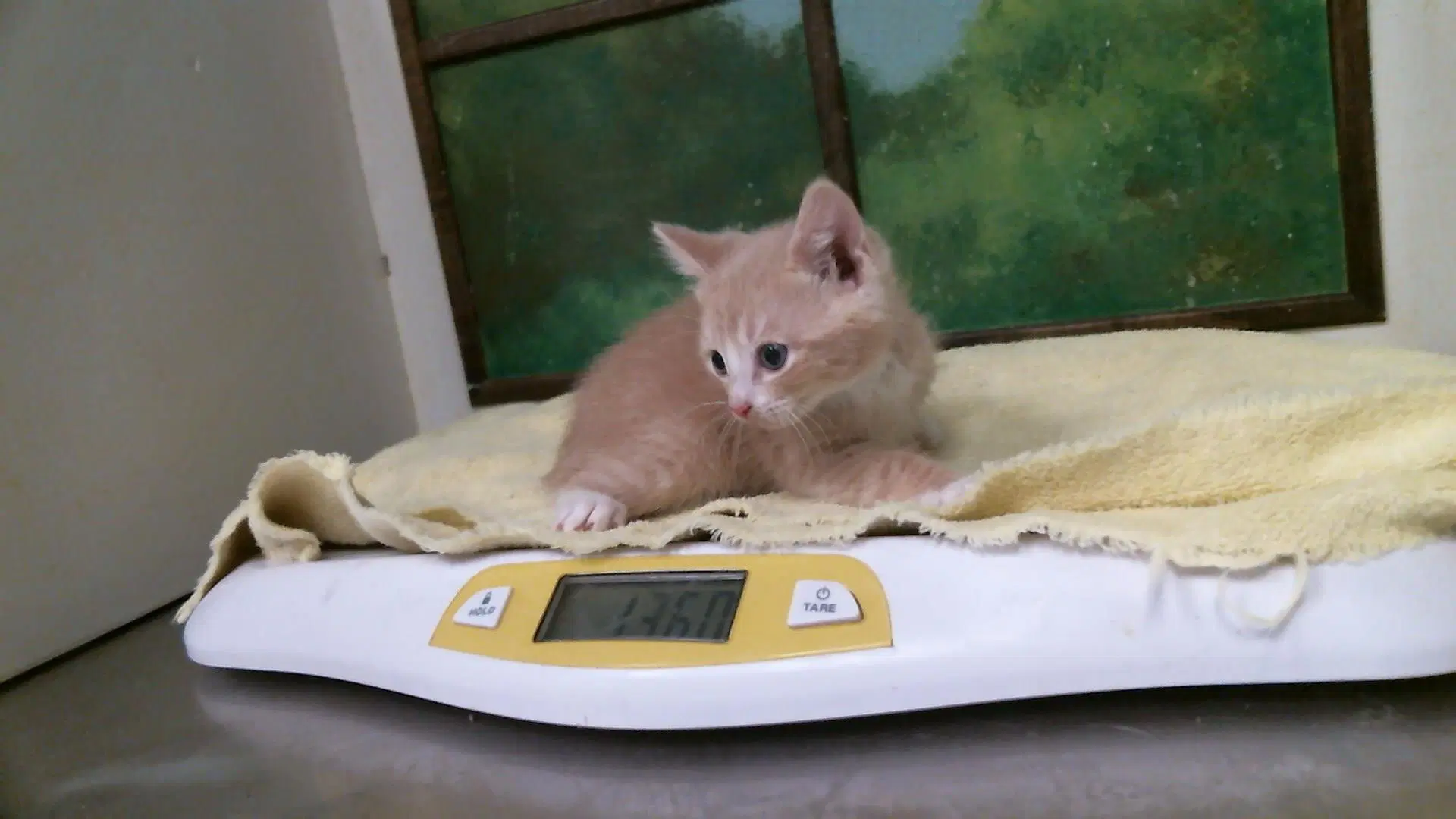 Unknown - Domestic Short Hair