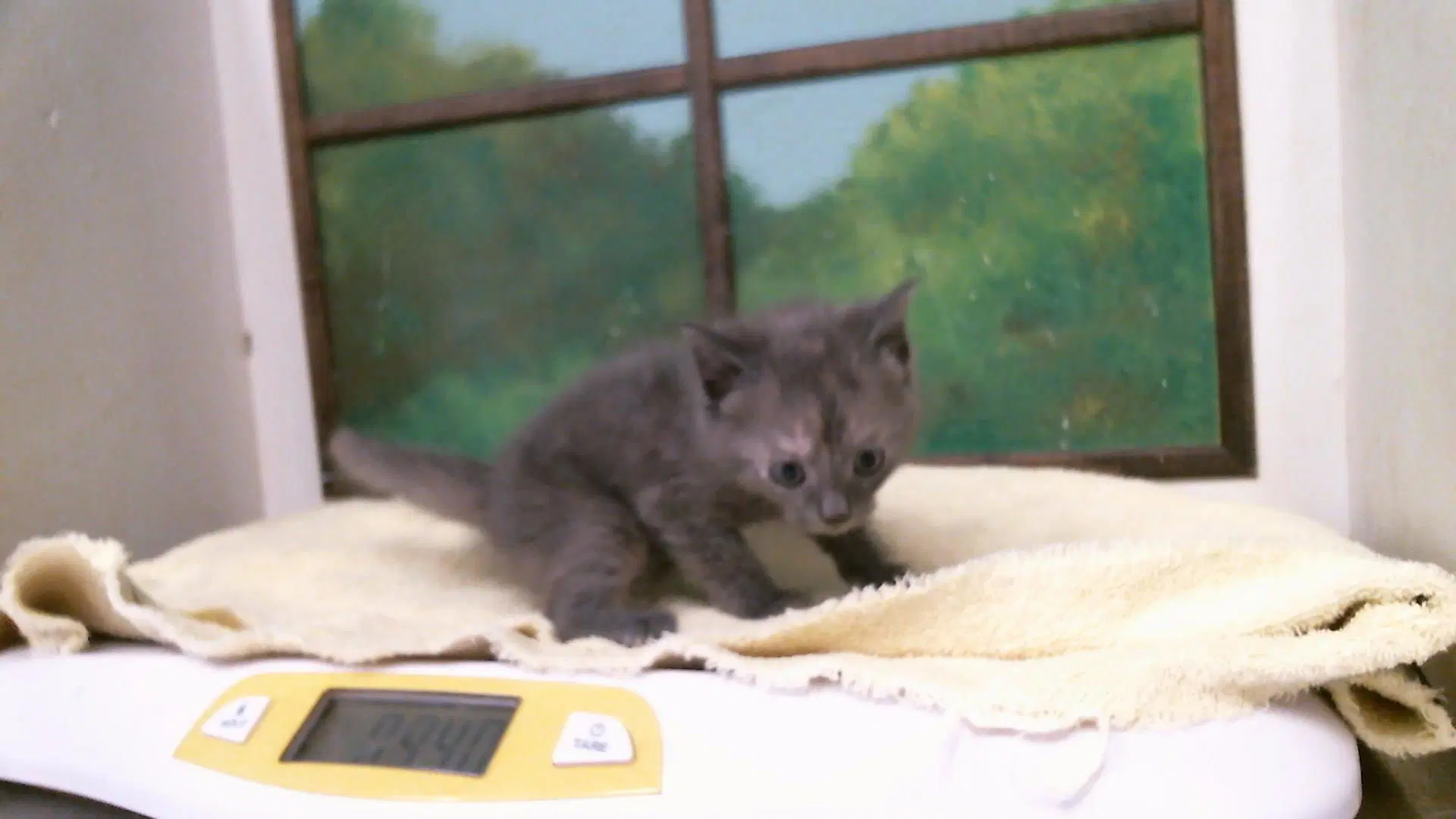 Unknown - Domestic Short Hair