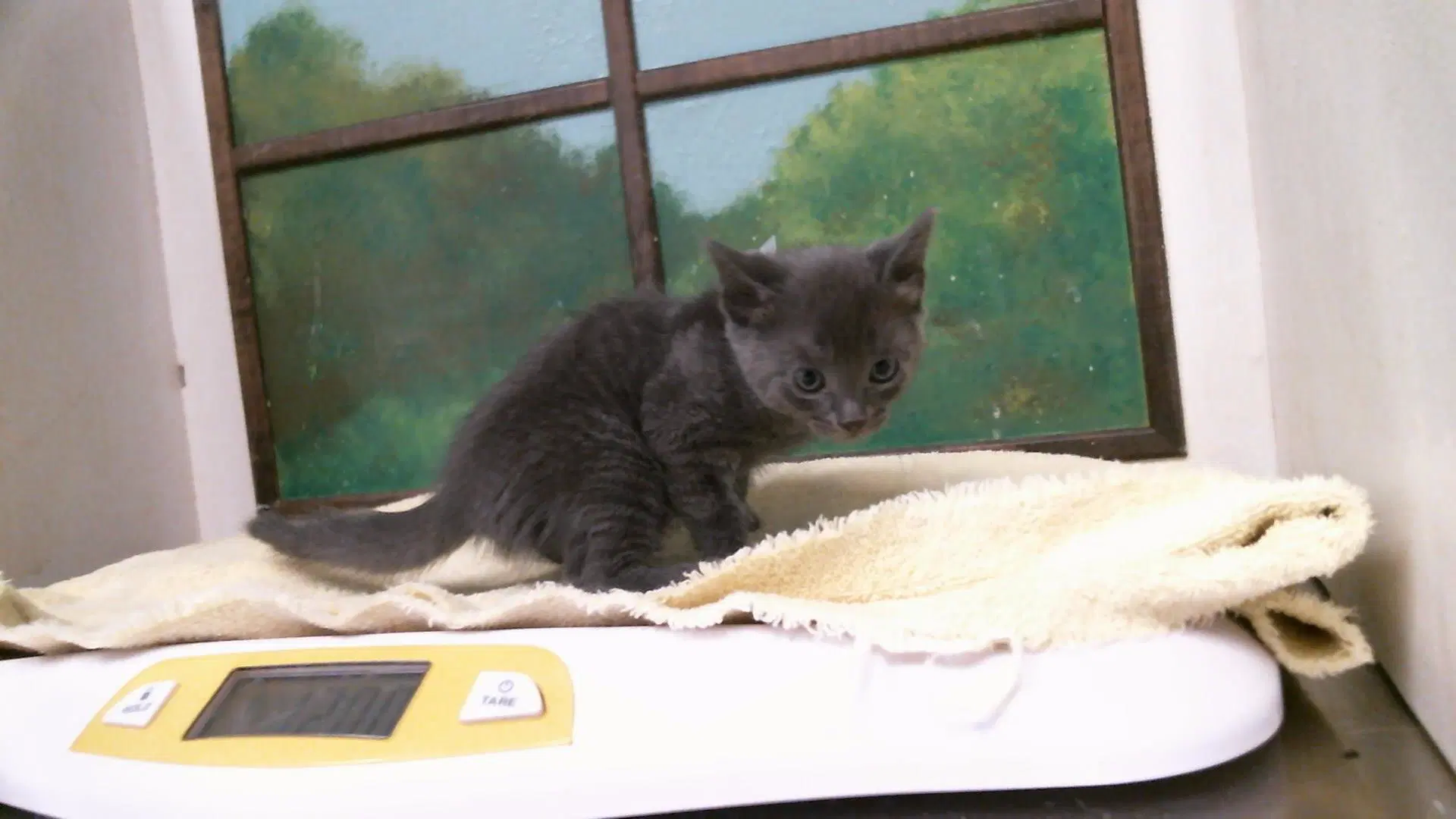 Unknown - Domestic Short Hair