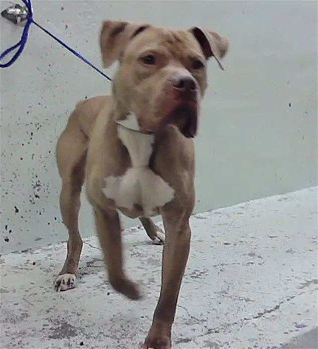 Gotti - Staffordshire Bull Terrier