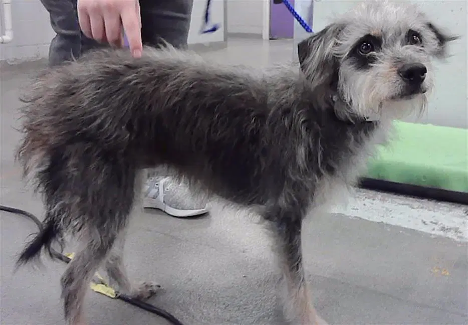 Hillary - Miniature Schnauzer