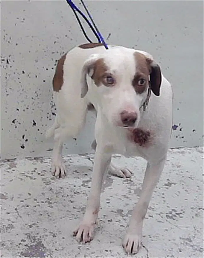 Priscila - American Foxhound