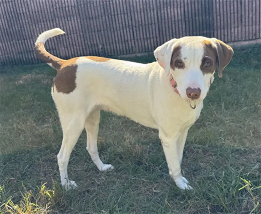 Priscila - American Foxhound