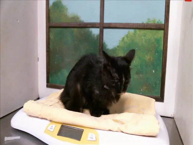 Maleficent - Domestic Short Hair