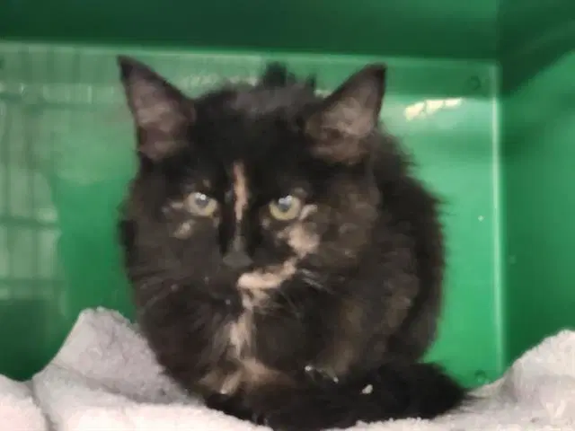 Maleficent - Domestic Short Hair