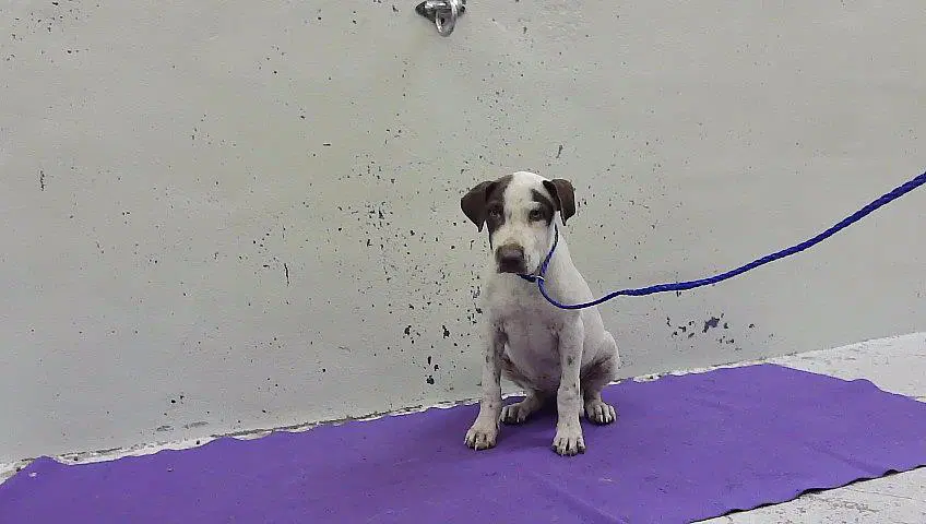 Unknown - Staffordshire Bull Terrier