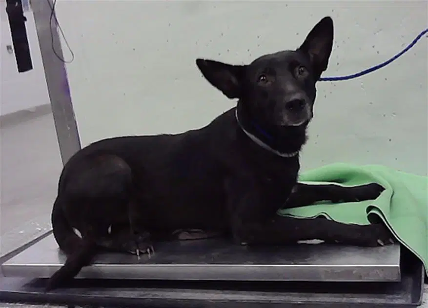 Unknown - German Shepherd Dog
