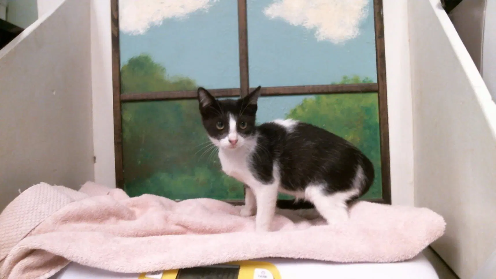 Umbidge - Domestic Short Hair