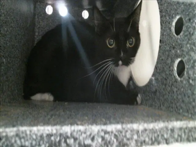 Unknown - Domestic Medium Hair