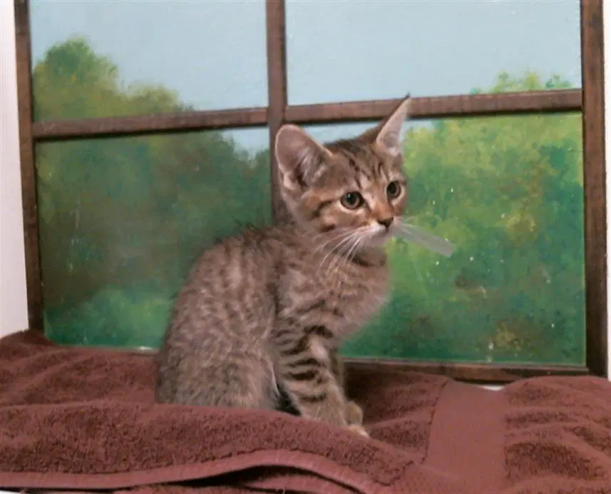 Snickers - Domestic Short Hair