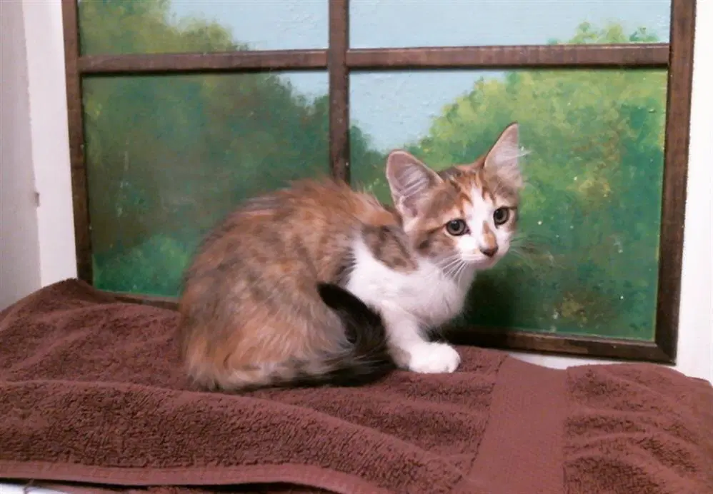 Candycorn - Domestic Short Hair