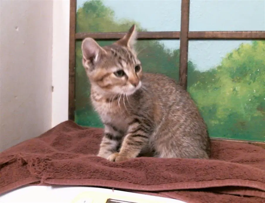 Skittles - Domestic Short Hair