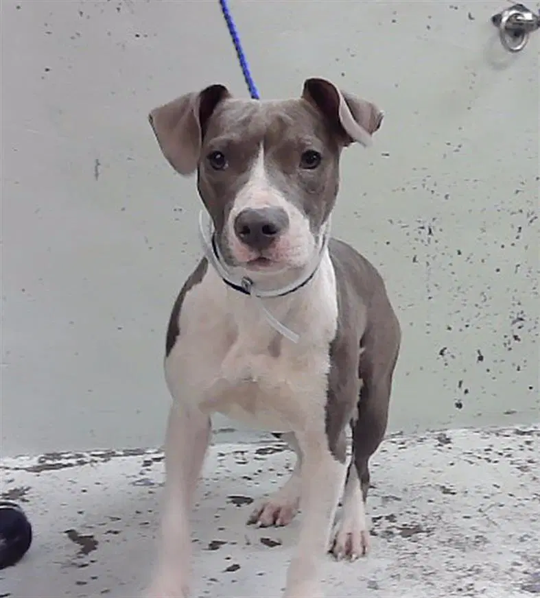 Lena - American Staffordshire Terrier