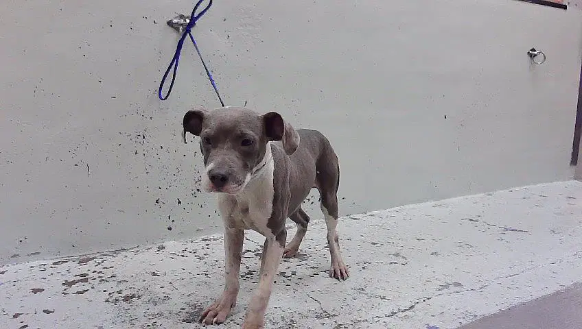 Lou - Staffordshire Bull Terrier