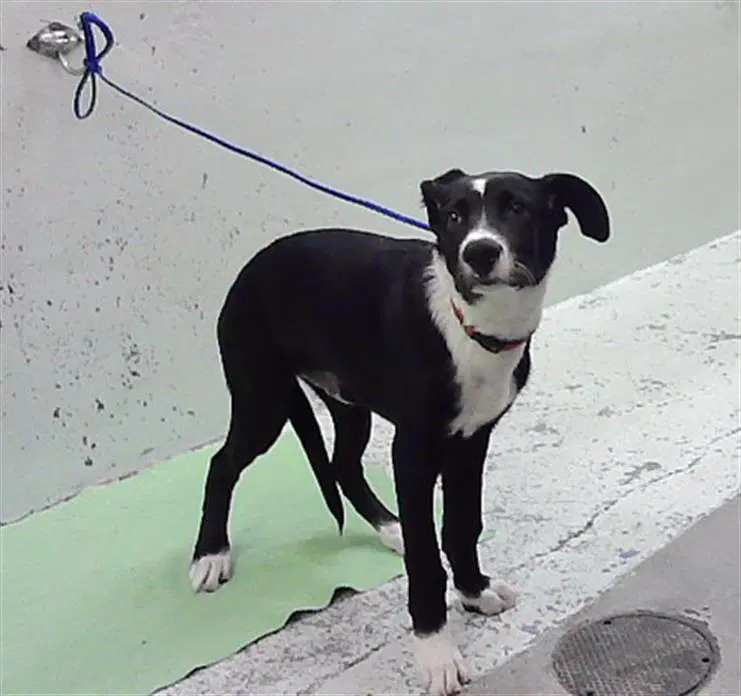 Buddy - Border Collie