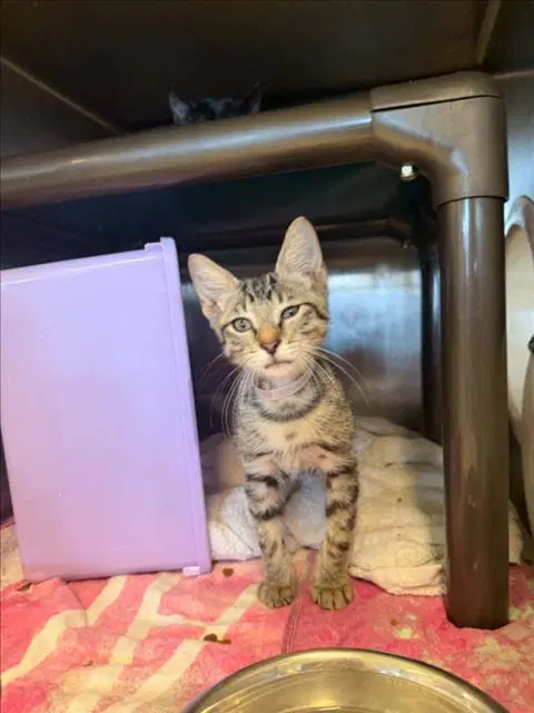 Mox - Domestic Short Hair