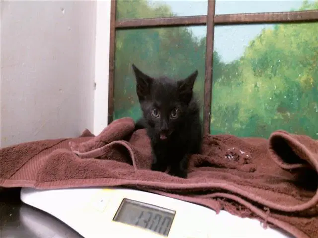 Ghouly - Domestic Short Hair