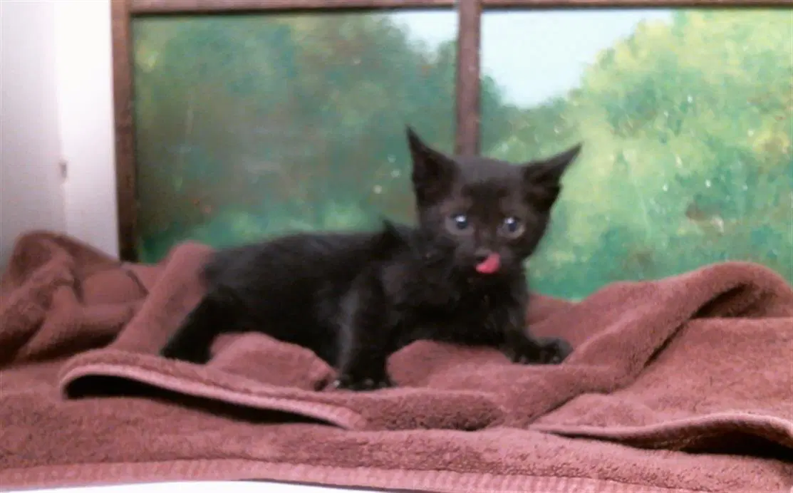 Kinder - Domestic Short Hair
