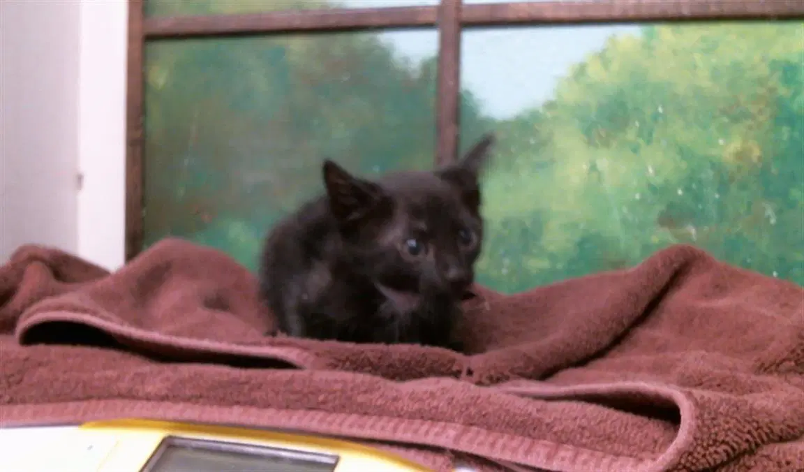Jeepers - Domestic Short Hair