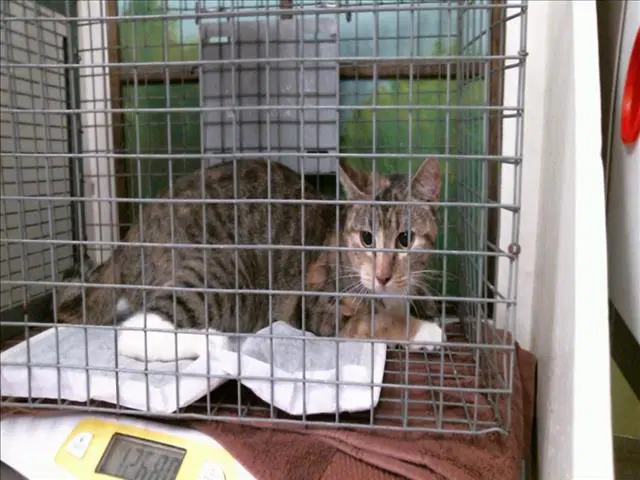 Unknown - Domestic Short Hair