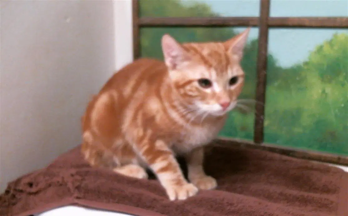 Pumpkin - Domestic Short Hair