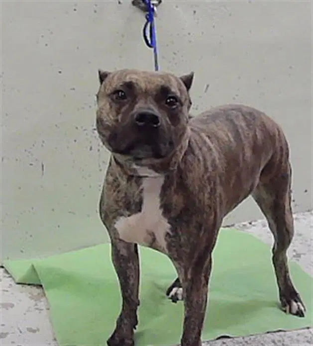 Yumi - Presa Canario