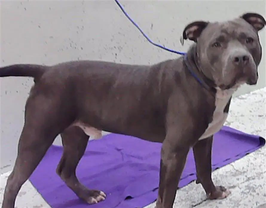 Zeus - Staffordshire Bull Terrier
