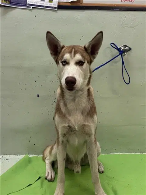 Unknown - Husky