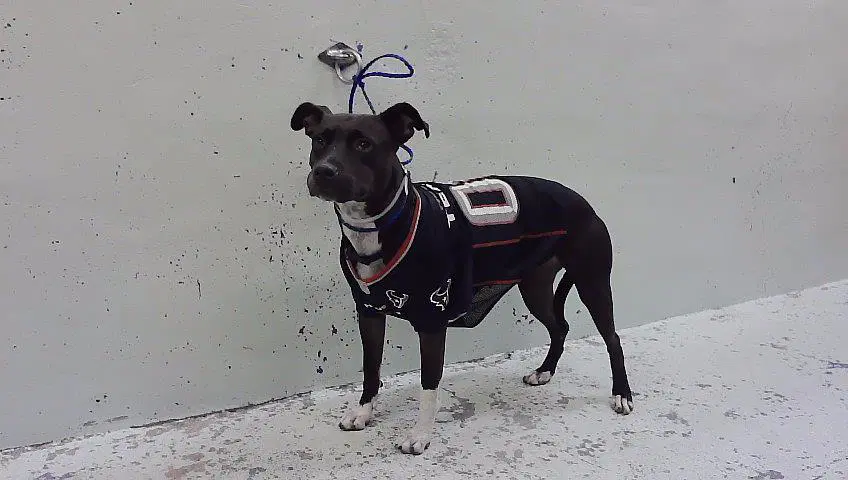Unknown - Staffordshire Bull Terrier