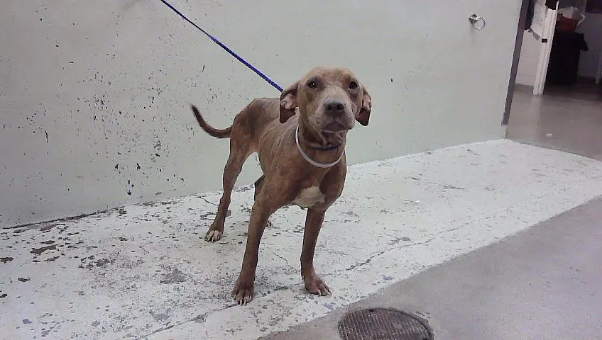 Unknown - Staffordshire Bull Terrier