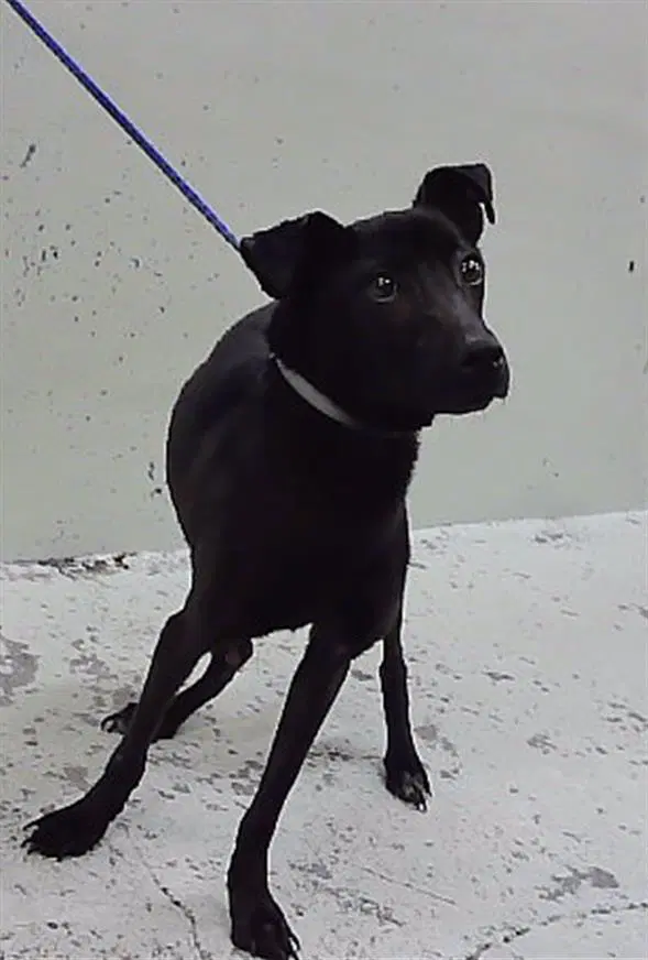 Unknown - Labrador Retriever