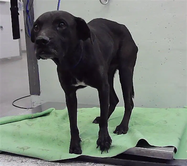 Unknown - Staffordshire Bull Terrier