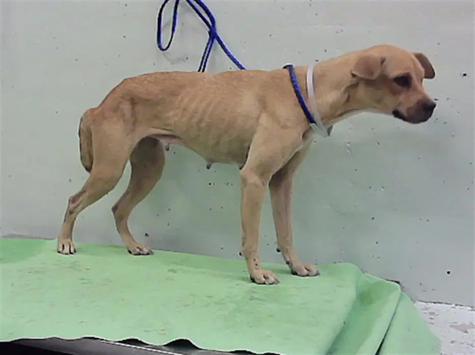 Unknown - Staffordshire Bull Terrier