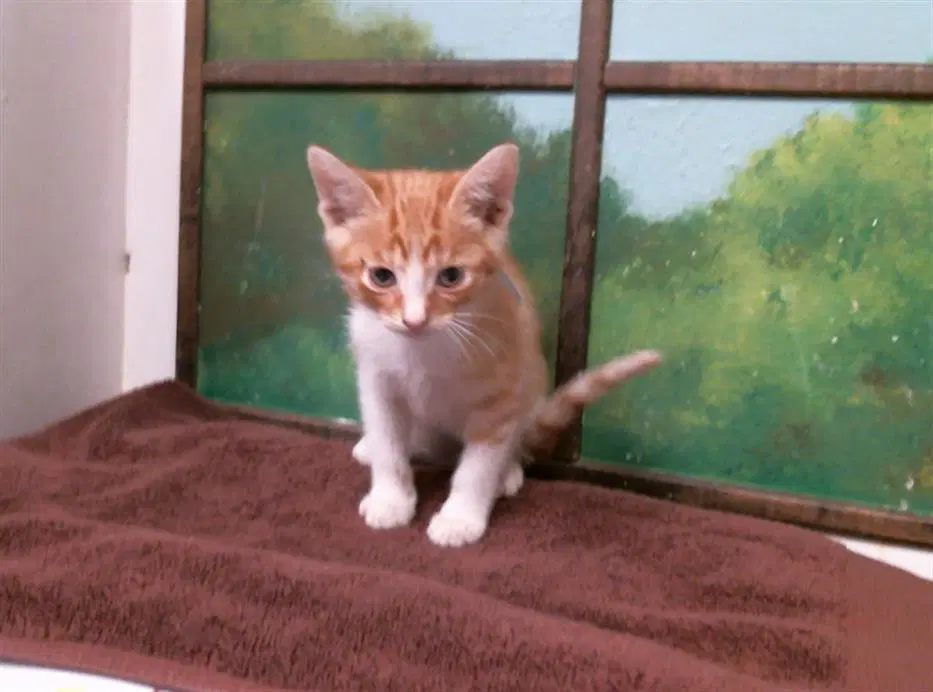 Unknown - Domestic Short Hair