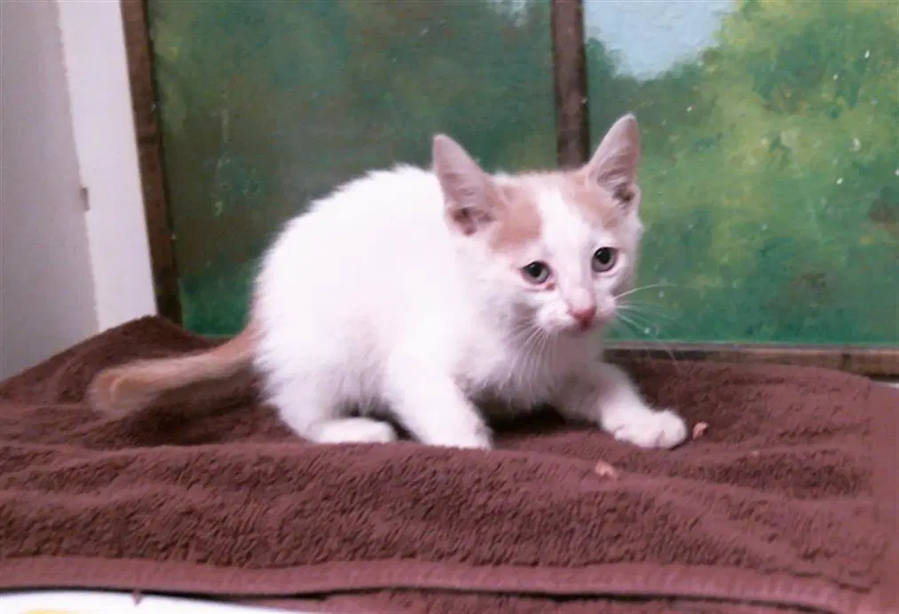 Unknown - Domestic Short Hair